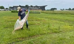 No hay residuos detrás: Fras de insectos pueden mejorar la fertilidad del suelo