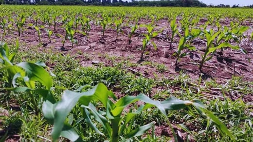 BRASIL: Expertos alertan sobre maleza que amenaza cultivos de soja y maíz