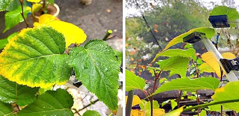 Tecnología inteligente para monitoreo directo en las hojas de las plantas