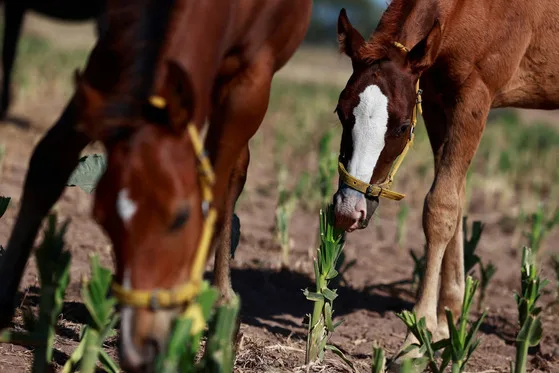 ARGENTINA: Científicos logran nacimiento de primeros caballos genéticamente editados del mundo