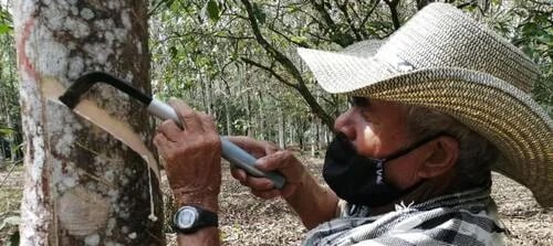 COLOMBIA: Caucho se vende a 20 países y deja ingresos a empresarios por unos US$ 17 millones