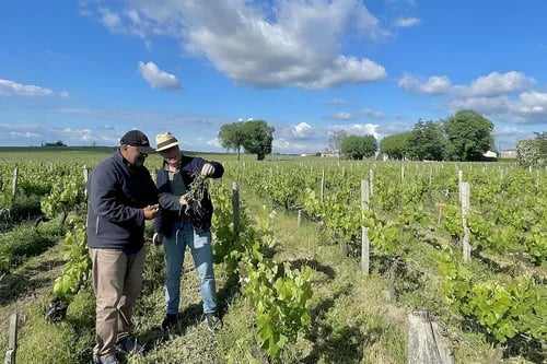 COLOMBIA: Yeso agrícola, aliado en la fertilidad de los suelos para producir alimentos