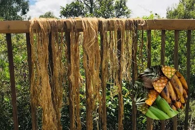 Con “cabellos” de piña y plátano se fabricaría ropa biodegradable