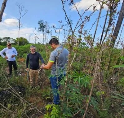 Brasil declara emergencia fitoanitaria por plaga en la yuca