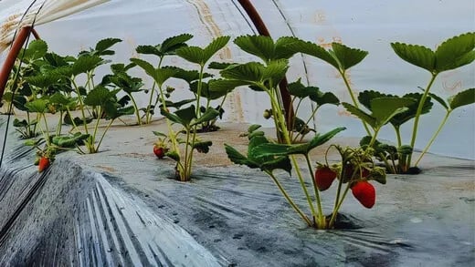ARGENTINA: Energía eólica y solar para producir fruta de calidad