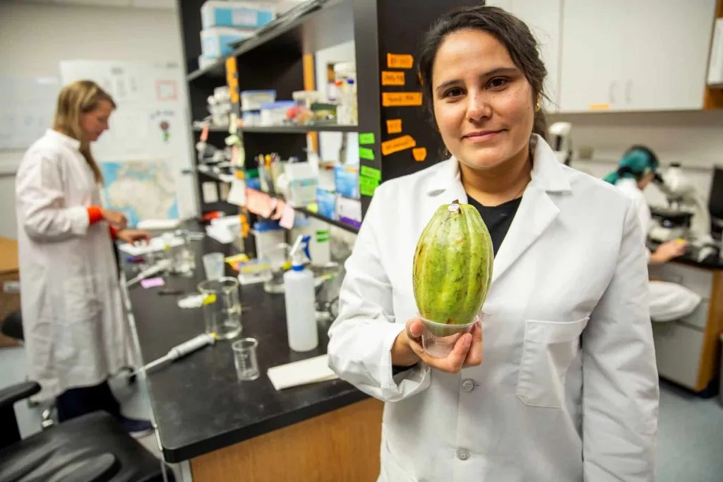 Investigadores de la Universidad de Florida trabajan para prevenir una enfermedad que pone en riesgo su chocolate favorito