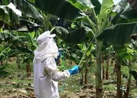 BRASIL: Técnica de control de Sigatoka-black impulsa la producción de banano en la Amazonía