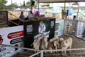 ECUADOR: Subasta de ganado de Asogan, mejora los precios de los animales