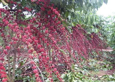 BRASIL: Productores cuadruplican productividad de cafés amazónicos Robusta