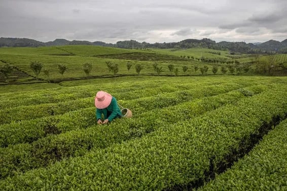 China impulsará el desarrollo de tierras agrícolas de "alto estándar"