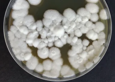 BRASIL: Con edición de genes, el hongo gana más eficacia en el control de plagas agrícolas