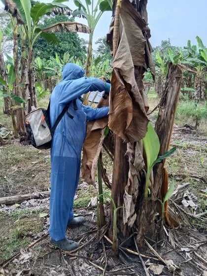 COLOMBIA: ICA refuerza jornadas de erradicación para combatir el Moko del plátano