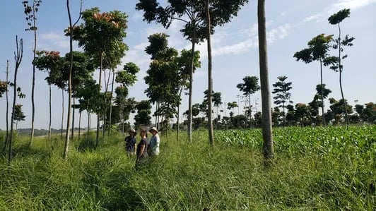 BRASIL: Cambio de uso de la tierra impacta carbono del suelo