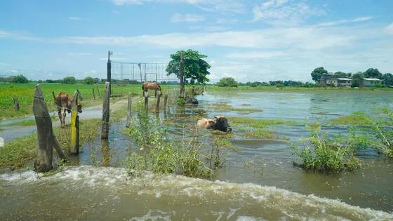 ECUADOR: Se Anuncia bono de $800 para productores agropecuarios afectados por el temporal
