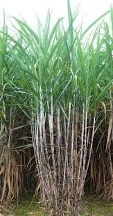ECUADOR: Variedad de caña de azúcar EC-09 desplaza a cultivares introducidos, según Cincae