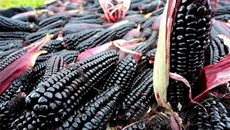 Antocianinas, una oportunidad que el Perú no puede dejar pasar