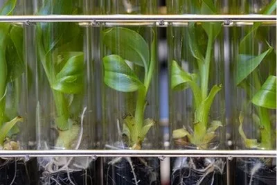 La edición genética ofrece resistencia climática a las bananas