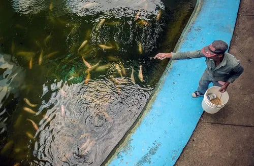 Ajo en polvo mejora el sistema inmune de la tilapia roja