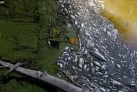 Aplicación móvil colombiana predice muerte masiva de peces en el Caribe