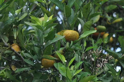Con hojas de mandarina alargan la vida útil de alimentos perecederos