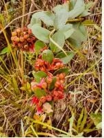 ECUADOR: Universidad de Cuenca Investiga el Aprovechamiento Sustentable de la Joyapa en el Austro Ecuatoriano