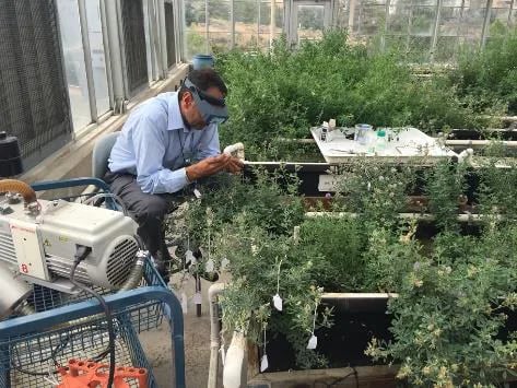 Pasa la Sal: Una nueva variedad de cultivos sobrevive al desafío de riego más duro