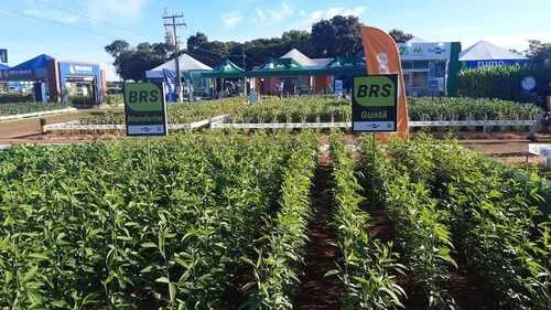 BRASIL: Embrapa Presenta Legumbres Innovadoras para Control de Nematodos y Recuperación de Pastos en Tecnoshow Comigo