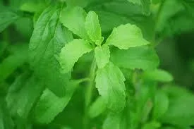 PERÚ: En mayo empiezan a instalar parcela piloto para desarrollo de industria de stevia en Piura