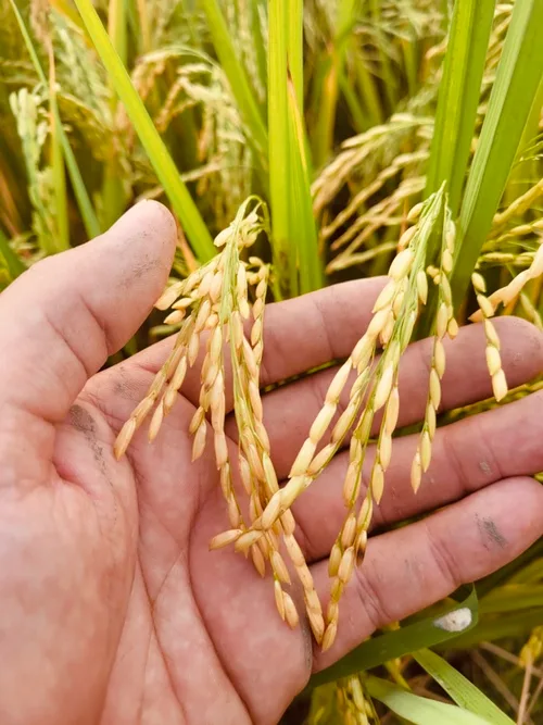 ECUADOR: Nuevas variedades de arroz del INIAP estarán disponibles en el 2026