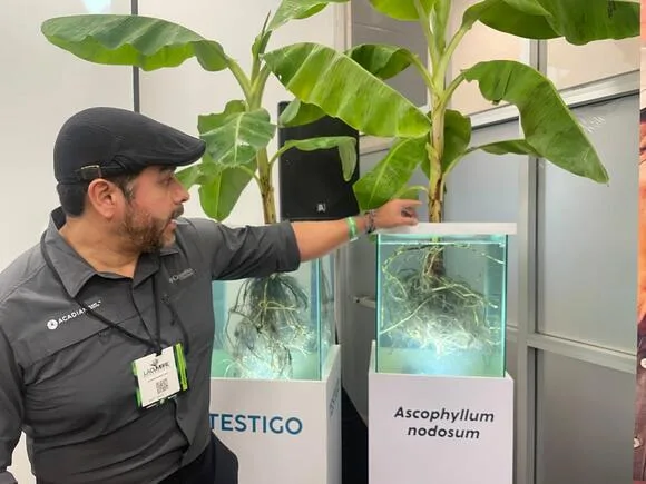 ECUADOR: Innovación en banano: Ascophyllum nodosum se convierten en clave para enfrentar el estrés del cultivo