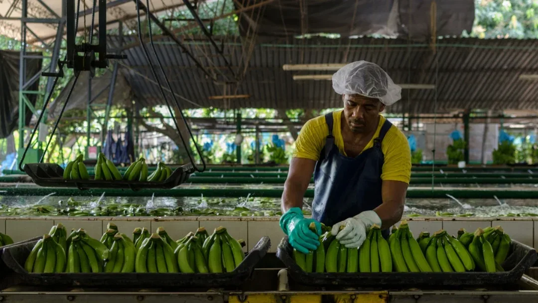 COLOMBIA: El banano lidera la canasta exportada de frutas del país; supera con creces al aguacate Hass