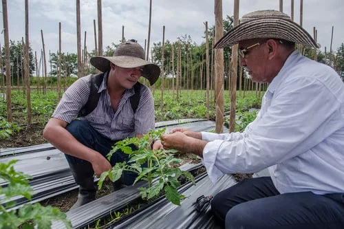 COLOMBIA: Cuando el campo escucha, los jóvenes se quedan