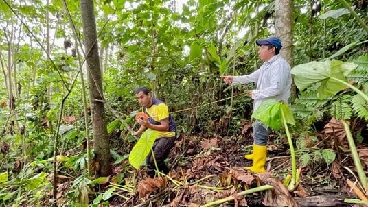 ECUADOR: Avanza el control forestal en Napo: MAG verifica plantaciones de balsa para asegurar manejo sostenible