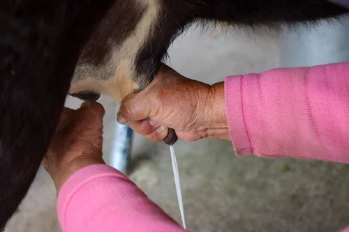 ECUADOR: Nuevo precio mínimo de sustentación para la leche cruda entrará en vigencia el 1 de junio