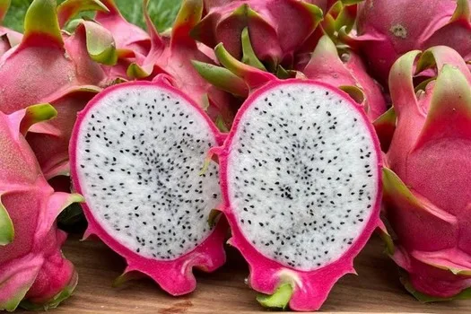 Productores panameños de pitahaya preparan su primer envío de prueba a Europa
