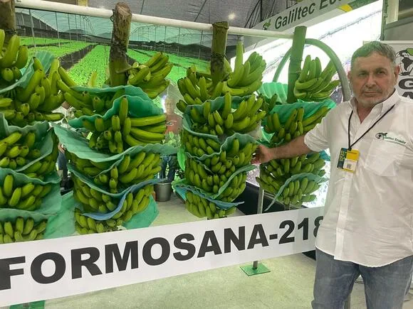 ECUADOR: INIAP valida Formosana para enfrentar el Fusarium R4T