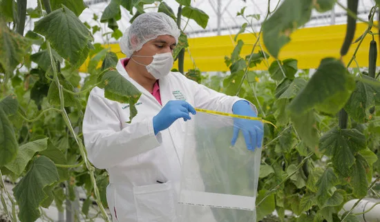 México se consolida como referente internacional en sanidad vegetal