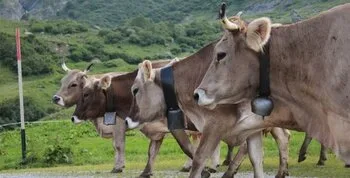 Uruguay endurece controles para proteger exportaciones de carne