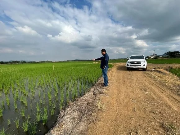 ECUADOR: Control efectivo de plagas y malezas mejora rendimientos arroceros