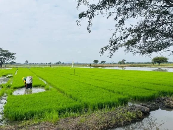 PERU: El precio del arroz en chacra cayó 28%
