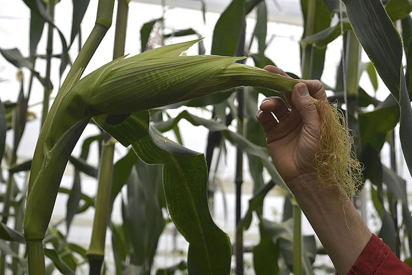 COLOMBIA: Soya, maíz y tabaco transgénicos se cultivan con sello Universidad NAL