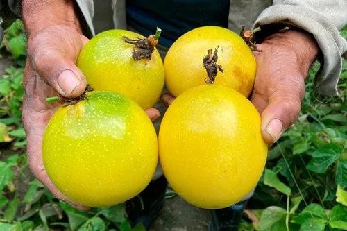 COLOMBIA: Maracuyá: nuevas semillas prometen 25 t/ha