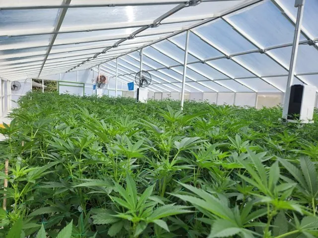 Colombia consolida liderazgo global en exportación de genéticas de cannabis in vitro