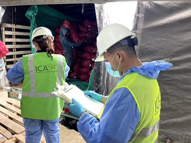 Colombia refuerza control fronterizo al ingreso de cebolla para proteger su sanidad agrícola