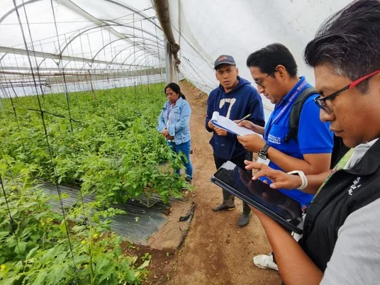 ECUADOR: Levantamiento técnico busca reducir costos del tomate bajo invernadero