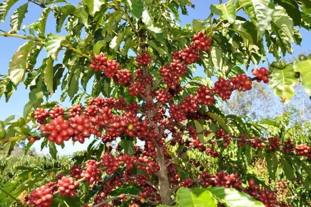 BRASIL: Riego inteligente y reguladores de crecimiento mejoran calidad y productividad del café bajo sequía