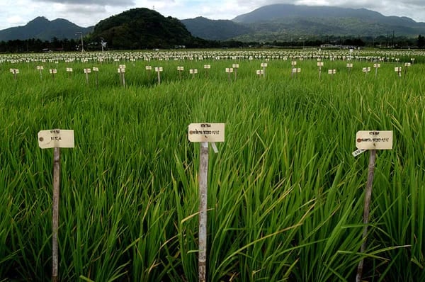 Desarrollan variedades de arroz adaptadas al cambio climático y suelos degradados
