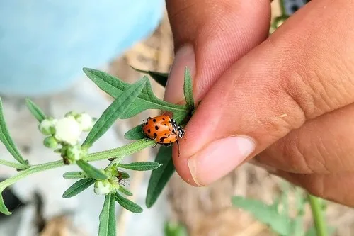 COLOMBIA: Descubren feromona que permitiría controlar plaga del tomate sin uso de plaguicidas