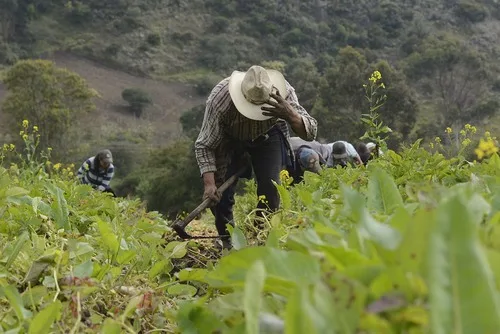 COLOMBIA: Sin tierra ni apoyo estatal, excombatientes transforman su pasado en proyectos productivos