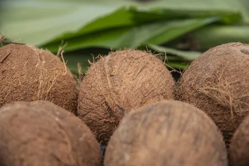 COLOMBIA: Fibra de coco fortalece los suelos donde crece el arándano